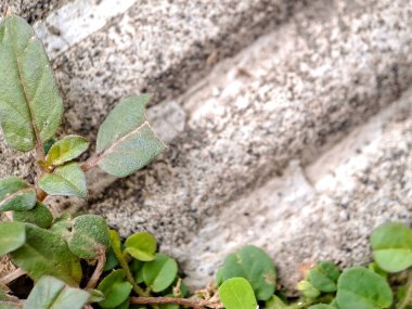 Canlı yeşil yapraklı deniz karabuğdayları ve yıpranmış kayalarda yetişen dokulu kökler.