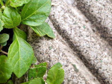 Canlı yeşil yapraklı deniz karabuğdayları ve yıpranmış kayalarda yetişen dokulu kökler.