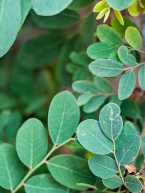 Karmaşık dokuları ve damarları olan canlı yeşil yapraklar. Yapraklar uyumlu bir desen oluşturuyor..