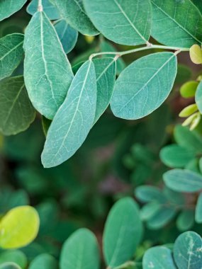 Karmaşık dokuları ve damarları olan canlı yeşil yapraklar. Yapraklar uyumlu bir desen oluşturuyor..