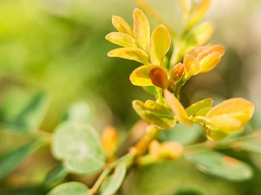 Karmaşık dokuları ve damarları olan canlı yeşil yapraklar. Yapraklar uyumlu bir desen oluşturuyor..