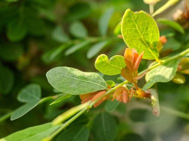 Karmaşık dokuları ve damarları olan canlı yeşil yapraklar. Yapraklar uyumlu bir desen oluşturuyor..