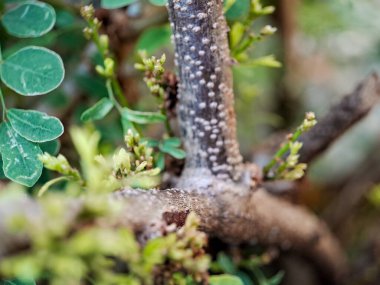 Yeşil yaprakları ve küçük çiçekleri olan Cynometra cauliflora dalı. Ağaç kabuğu küçük tümseklerle kaplıdır ve kırmızımsı-kahverengi bir tona sahiptir.