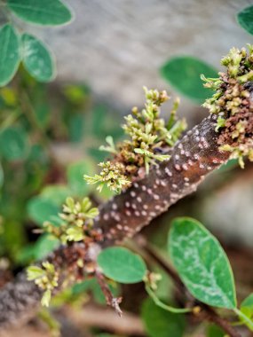 Cynometra cauliflora branch with green leaves and small, developing flowers. The bark is textured with small bumps and has a reddish-brown hue clipart