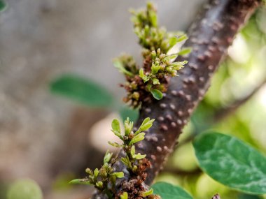 Cynometra cauliflora branch with green leaves and small, developing flowers. The bark is textured with small bumps and has a reddish-brown hue clipart