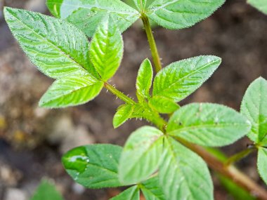 young Cleome rutidosperma plant with several unopened flower buds. The leaves are green and have a serrated edge clipart