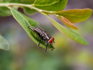Kırmızı gözlü ve yeşil yapraklı gri gövdeli bir sinekti. Sineğin kanatları şeffaftır ve bacakları görünür.