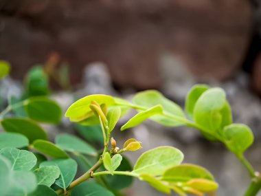 Gelişmekte olan yaprakları olan bitki dalı. Yapraklar kırmızı uçlu yeşil, gövdesi ince ve kahverengi.