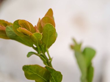 Gelişmekte olan yaprakları olan bitki dalı. Yapraklar kırmızı uçlu yeşil, gövdesi ince ve kahverengi.