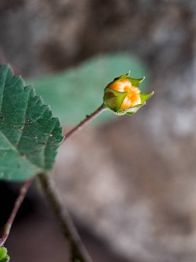 Physalis angulata (yerkirazı) çiçekli küçük, portakal renkli meyveler ve etrafta sürünen birkaç karınca.