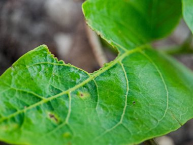 Böcekler tarafından yenmiş sayısız deliği olan yeşil yaprak. Yaprağın damarları ve kenarları açıkça görülebilir.