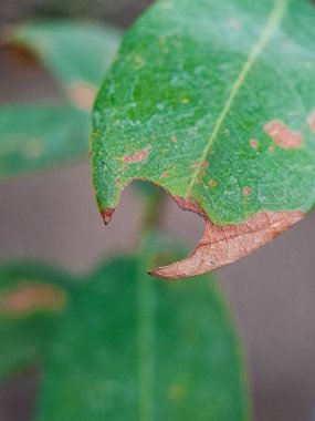Böcekler tarafından yenmiş sayısız deliği olan yeşil yaprak. Yaprağın damarları ve kenarları açıkça görülebilir.
