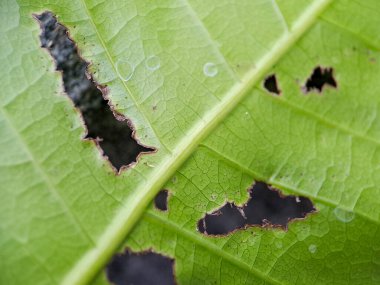 green leaf with numerous holes eaten by insects. The leaf's veins and edges are clearly visible clipart