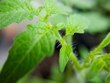 Genç bir domates yaprağının canlı yeşil rengini ve karmaşık detaylarını gösteren makro görüntüsü. Botanik, doğa ya da bahçe işleri için mükemmel.