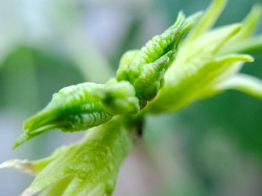 Narin, yeşil yapraklı ve tüylü desenli bir bitki tomurcuğu. Tomurcuk yumuşak, bulanık bir arka planla çevrilidir.