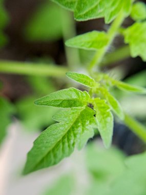 Genç bir domates yaprağının canlı yeşil rengini ve karmaşık detaylarını gösteren makro görüntüsü. Botanik, doğa ya da bahçe işleri için mükemmel.