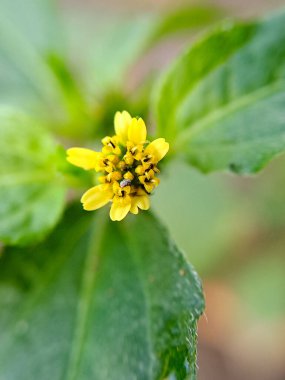 Küçük, sarı bir kır çiçeğinin küçük taç yapraklarıyla makro çekimi.