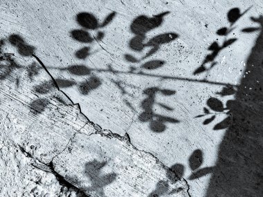 Kaba, desenli beton bir duvara düşmüş bir ağaç dalının saf ve beyaz görüntüsü. Minimalist ya da soyut tasarım projeleri için mükemmel