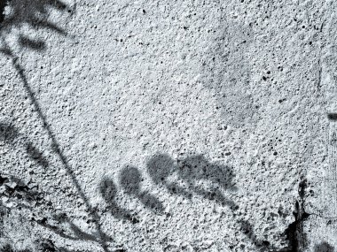 Kaba, desenli beton bir duvara düşmüş bir ağaç dalının saf ve beyaz görüntüsü. Minimalist ya da soyut tasarım projeleri için mükemmel