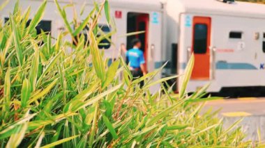Bu 4K videosu, yeşil çimenler ve ön planda yükselen ağaçlarla manzaralı bir manzaranın içinden geçen bir treni kaydeder. Canlı yeşillik ve parlak, hareketli tren arasındaki odak kayıyor, hareket hissi ve doğal güzellik yaratıyor.