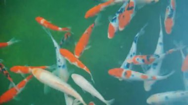 Bu 4K videosunda gölde zarif bir şekilde yüzen renkli koi balıkları var. Canlı renkler göz kamaştırıcı bir manzara yaratır.