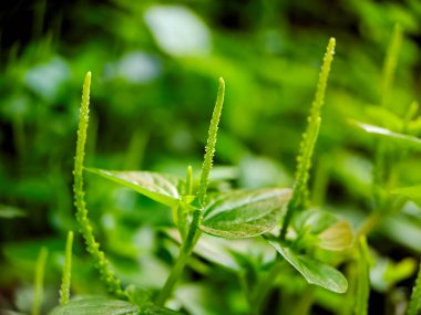 Pilea bitkisinin canlı yeşil yaprakları ve hassas dikenli yapılarıyla gösterilen makro görüntüsü. Sığ alan derinliği yumuşak, ruhani bir zemin oluşturur.