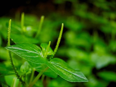 Pilea bitkisinin canlı yeşil yaprakları ve hassas dikenli yapılarıyla gösterilen makro görüntüsü. Sığ alan derinliği yumuşak, ruhani bir zemin oluşturur.