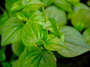 Pilea bitkisinin canlı yeşil yaprakları ve hassas dikenli yapılarıyla gösterilen makro görüntüsü. Sığ alan derinliği yumuşak, ruhani bir zemin oluşturur.