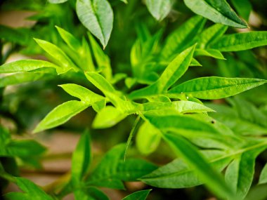 A macro shot of Kenikir (Cosmos caudatus) leaves, showcasing their vibrant green color and intricate textures. The shallow depth of field creates a soft, ethereal background clipart