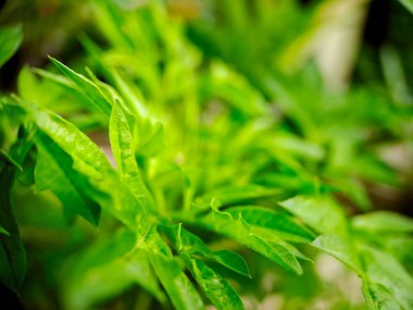 A macro shot of Kenikir (Cosmos caudatus) leaves, showcasing their vibrant green color and intricate textures. The shallow depth of field creates a soft, ethereal background clipart