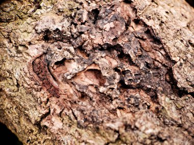 Ağaç gövdesinde gelişen yosunların karmaşık detaylarını yakalayan bir makro çekim. Sert kabuk ve yumuşak, yeşil yosun arasındaki kontrast görsel olarak çekici bir kompozisyon oluşturur.