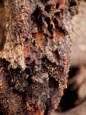 Ağaç gövdesinde gelişen yosunların karmaşık detaylarını yakalayan bir makro çekim. Sert kabuk ve yumuşak, yeşil yosun arasındaki kontrast görsel olarak çekici bir kompozisyon oluşturur.