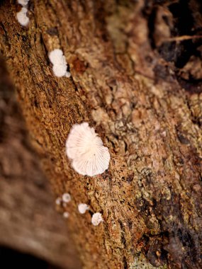 A cluster of small, delicate mushrooms growing in a ring formation on a decaying log. The shallow depth of field creates a soft, ethereal background clipart