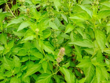 macro shot of Kemangi (Ocimum americanum) leaves, showcasing their vibrant green color and intricate textures. The shallow depth of field creates a soft, ethereal background clipart