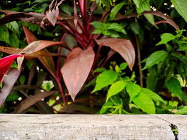 Bir makro çekim Cordyline yapraklarının karmaşık detaylarını yakalıyor, zengin kırmızı renklerini ve eşsiz dokusunu vurguluyor.