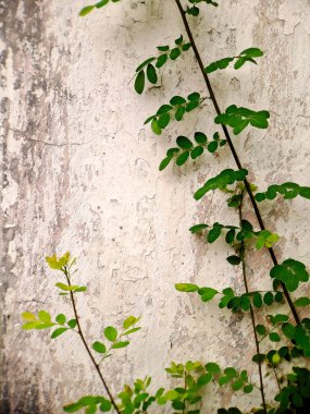 Yıpranmış beton bir duvarın karmaşık detaylarını yüzeyi boyunca büyüyen canlı yeşil asmalarla soyan makro bir çekim. Dokular arasındaki karşıtlık görsel olarak çekici bir kompozisyon oluşturur.