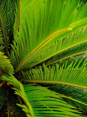 Sago Palm yapraklarının karmaşık detaylarını yakalayan bir makro çekim, yemyeşil renklerini ve tüylü yapılarını vurguluyor.