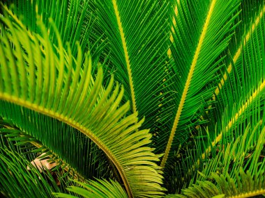 Sago Palm yapraklarının karmaşık detaylarını yakalayan bir makro çekim, yemyeşil renklerini ve tüylü yapılarını vurguluyor.
