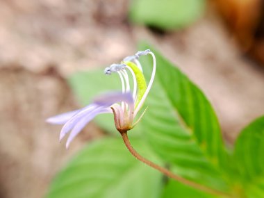 Çiçeğin eşsiz biçimini ve narin özelliklerini vurgulayan sığ bir tarla derinliğine sahip narin bir kır çiçeğinin karmaşık detaylarını yakalayan makro bir çekim.