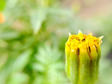 A macro shot of Kenikir (Cosmos caudatus) leaves, showcasing their vibrant green color and intricate textures. The shallow depth of field creates a soft, ethereal background clipart