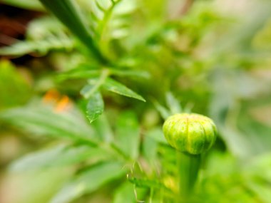 A macro shot of Kenikir (Cosmos caudatus) leaves, showcasing their vibrant green color and intricate textures. The shallow depth of field creates a soft, ethereal background clipart