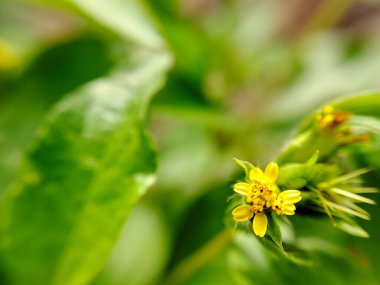 Bir makro çekim, yemyeşil yaprakların arasında açan küçük, canlı sarı kır çiçeklerini yakalıyor. Sığ alan derinliği yumuşak, ruhani bir zemin oluşturur.