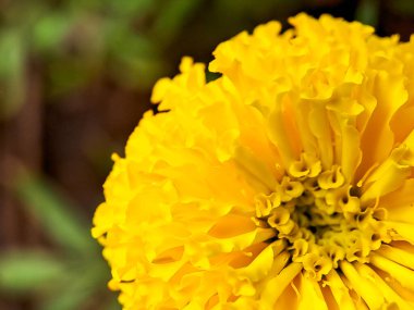 Canlı sarı kadife çiçekleri bir bahçe ortamında çiçek açıyor. Görüntü, bu popüler çiçeklerin neşeli ve güneşli görüntüsünü sergiliyor.