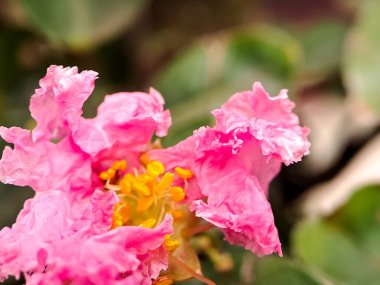 Canlı pembe bir Crepe Myrtle çiçeğinin karmaşık detaylarını yakalayan makro bir fotoğraf. Dalgalı taç yaprakları ve narin mantarlar çarpıcı detaylarla sergileniyor.