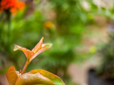 Bir daldan çıkan yeni yaprakların narin güzelliğini yakalayan makro bir çekim. Açılan yaprakların canlı renkleri ve karmaşık ayrıntıları yumuşak, bulanık bir arka plana karşı sergilenir