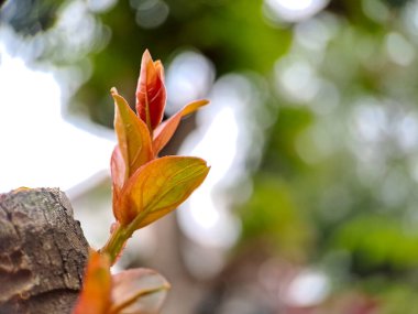 Bir daldan çıkan yeni yaprakların narin güzelliğini yakalayan makro bir çekim. Açılan yaprakların canlı renkleri ve karmaşık ayrıntıları yumuşak, bulanık bir arka plana karşı sergilenir