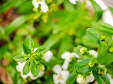 photograph showcasing the delicate beauty of Angelonia angustifolia, commonly known as narrowleaf angelon or willowleaf angelon. The image focuses on a vibrant green stem adorned with lanceolate clipart