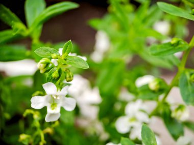 Angelonia Angustifolia 'nın narin güzelliğini gösteren bir fotoğraf. Genellikle Dar Yaprak Angelon ya da Söğüt Yaprağı Angelon olarak bilinir. Görüntü, mızrakla süslenmiş canlı yeşil bir gövdeye odaklanıyor.