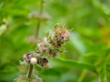Lamiaceae ailesinin Ocimum Basilicum fesleğeni, tatlı fesleğen olarak da bilinir.