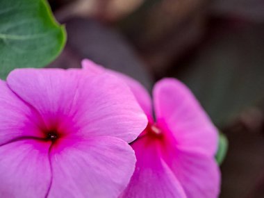 photograph showcasing the vibrant beauty of Catharanthus roseus, commonly known as Madagascar periwinkle, rose periwinkle, or Vinca rosea clipart